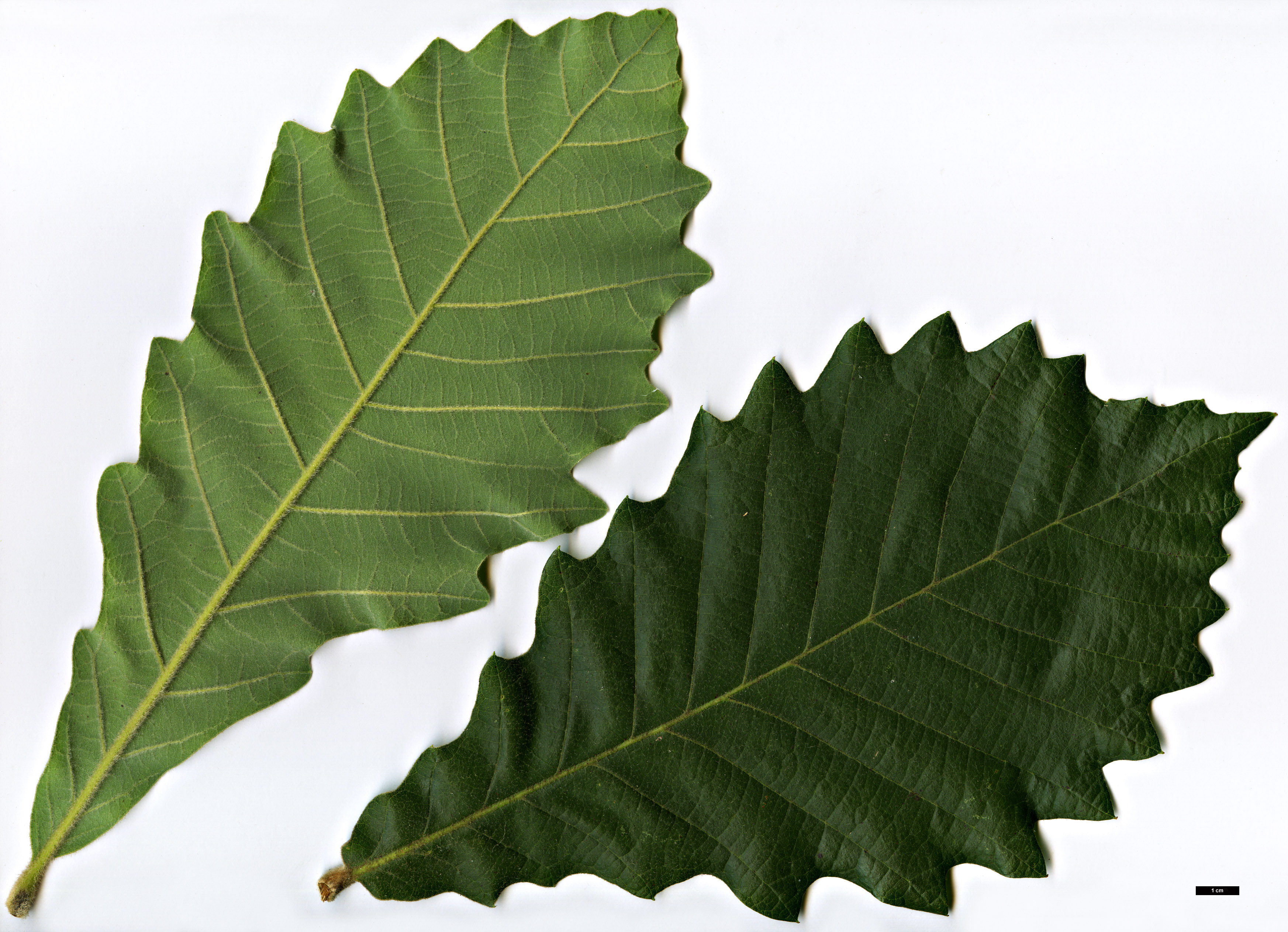 High resolution image: Family: Fagaceae - Genus: Quercus - Taxon: aliena × dentata subsp. yunnanensis
